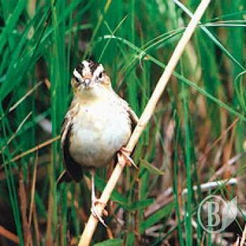 г������ ���� �� �����������. ����