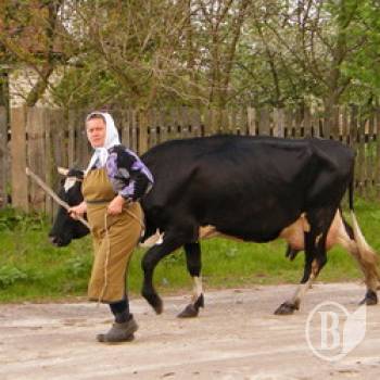 Чернігівщина: Додушує молочна монополія Чернігівщина: Додушує молочна монополія