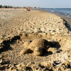 Черепаха пляжна. І гарні безіменні дівчата. ФОТОрепортаж Черепаха пляжна. І гарні безіменні дівчата. ФОТОрепортаж