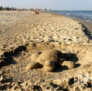 Черепаха пляжна. І гарні безіменні дівчата. ФОТОрепортаж Черепаха пляжна. І гарні безіменні дівчата. ФОТОрепортаж