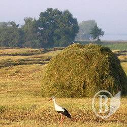 Пожежі: Працює палій? Пожежі: Працює палій?