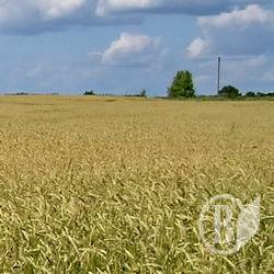 Згоріло 30 га пшениці на Чернігівщині Згоріло 30 га пшениці на Чернігівщині