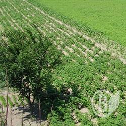 Ціну на картоплю ще не визначили Ціну на картоплю ще не визначили