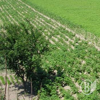 Ціну на картоплю ще не визначили Ціну на картоплю ще не визначили