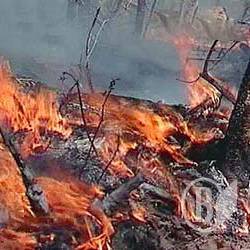 Лісова пожежа: Ніжинський район Лісова пожежа: Ніжинський район