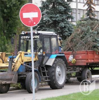 Ялинки на букет меру. До дня міста. ФОТОрепортаж Ялинки на букет меру. До дня міста. ФОТОрепортаж