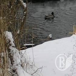 Чернігівщина: У ставку виявлено загиблого Чернігівщина: У ставку виявлено загиблого