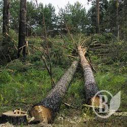 Кризу відчула лісогосподарська галузь Чернігівщини Кризу відчула лісогосподарська галузь Чернігівщини