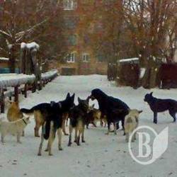 Зграї собак окуповують Варву Зграї собак окуповують Варву