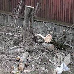 Держекоінспекція: 171 завод вирубує дерева законно Держекоінспекція: 171 завод вирубує дерева законно