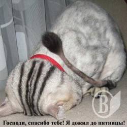 Обніму я тебе, люба, і засну в затінку дуба. ФОТОвиховання Обніму я тебе, люба, і засну в затінку дуба. ФОТОвиховання