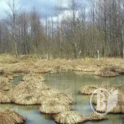 Водно-болотні угіддя України та Чернігівщини Водно-болотні угіддя України та Чернігівщини