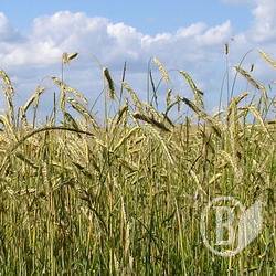 Аграрії забезпечили чверть валютних надходжень до України у 2009 році Аграрії забезпечили чверть валютних надходжень до України у 2009 році