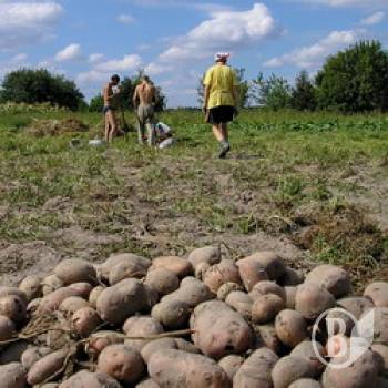 Чи можливий дефіцит картоплі в Україні? Чи можливий дефіцит картоплі в Україні?