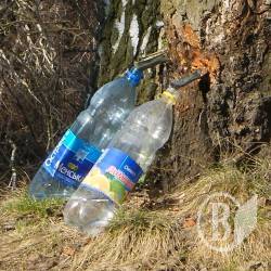 На березовий сік потрібен... квиток! На березовий сік потрібен... квиток!