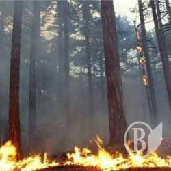 Невідомі влаштували пожежу на п’яти гектарах Невідомі влаштували пожежу на п’яти гектарах