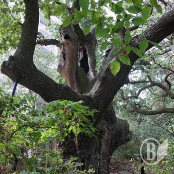 ������������� ��� ��������� 900-������ ������