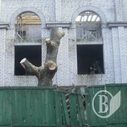 Хто винен у знищенні дерев? ФОТО Хто винен у знищенні дерев? ФОТО