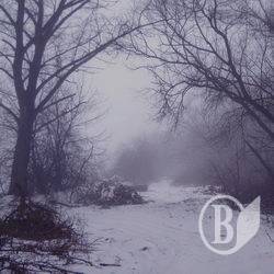 Біля села Горбове на Куликівщині нищать клени та тополі. Чи законно? ФОТО Біля села Горбове на Куликівщині нищать клени та тополі. Чи законно? ФОТО