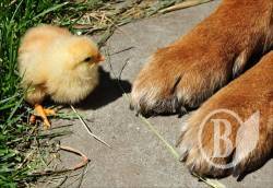 ����� ���� ��������