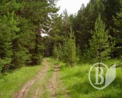  Як вижити в лісі