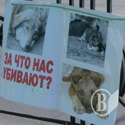 У Чернігові собака загриз трьох кіз. ВІДЕО У Чернігові собака загриз трьох кіз. ВІДЕО