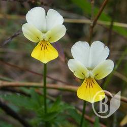 Лісові квіти вересня. ФОТОрелаксація Лісові квіти вересня. ФОТОрелаксація