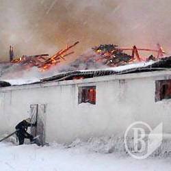 Червоний півень замордував більше ста свиней. ФОТО Червоний півень замордував більше ста свиней. ФОТО
