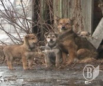 У Чернігові таки збудують притулок для тварин-безхатченків У Чернігові таки збудують притулок для тварин-безхатченків
