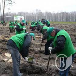 На Чернігівщині висадили 1000 сосен На Чернігівщині висадили 1000 сосен