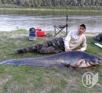 Царя-сома спіймали на Десні ! (фоторепортаж) Царя-сома спіймали на Десні ! (фоторепортаж)