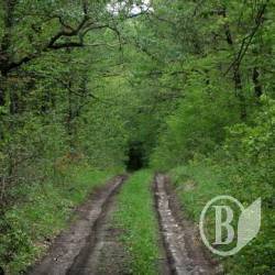 Розквіт лісової економіки (фото) Розквіт лісової економіки (фото)