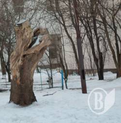  Кохайтеся у Чернігові !(фото)