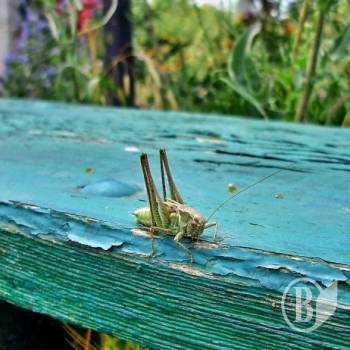 Вулиця Кузнечна стане Ковальською? Вулиця Кузнечна стане Ковальською?