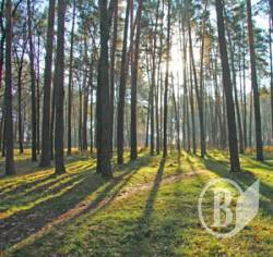 Громадська рада просить мера Чернігова не вошкатися з «Ялівщиною» Громадська рада просить мера Чернігова не вошкатися з «Ялівщиною»