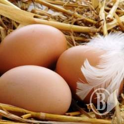 Валову продукцію рятують яйця Валову продукцію рятують яйця