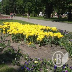 «Заліз в клумбу-не забудь хрюкнути» - Чернігів має знати своїх свиней «Заліз в клумбу-не забудь хрюкнути» - Чернігів має знати своїх свиней