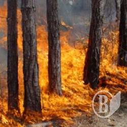 Надзвичайний пожежної небезпеки – горять ліси Чернігівщини Надзвичайний пожежної небезпеки – горять ліси Чернігівщини
