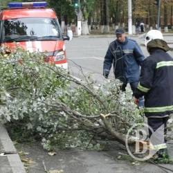 Осінній деревопад Осінній деревопад