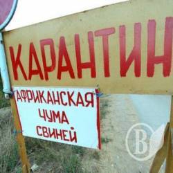 Чума покосила диких кабанів на Городнянщині - карантин Чума покосила диких кабанів на Городнянщині - карантин