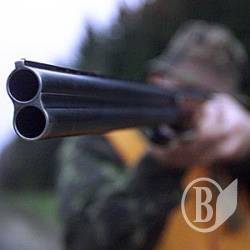 Відстріл диких кабанів врятує домашніх хрюшок Відстріл диких кабанів врятує домашніх хрюшок
