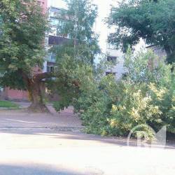 Аварійне дерево на Київській нарешті... хряKнулося Аварійне дерево на Київській нарешті... хряKнулося