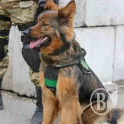 На Чернігівщині виявили 7 кг марихуани та засоби для виготовлення синтетичних наркотиків На Чернігівщині виявили 7 кг марихуани та засоби для виготовлення синтетичних наркотиків