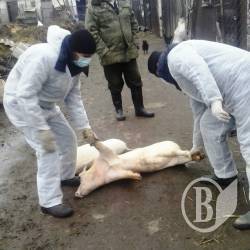 На Чернігівщині ліквідують наслідки африканської чуми свиней разом зі свиньми На Чернігівщині ліквідують наслідки африканської чуми свиней разом зі свиньми