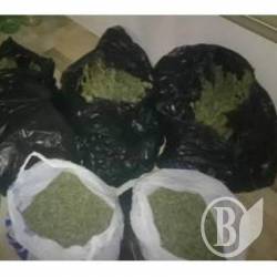 Марихуану та набої знайшли у жителя Новгород-Сіверського Марихуану та набої знайшли у жителя Новгород-Сіверського