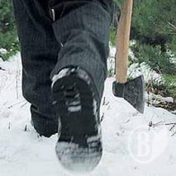 Розпочався сезон незаконного вирубування ялинок
