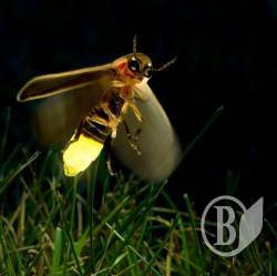   Fireflies   