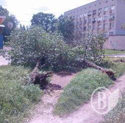 Немов «пороблено» деревам на Шерстянці. ФотоФакт Немов «пороблено» деревам на Шерстянці. ФотоФакт