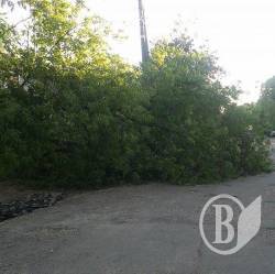 У Чернігові комунальники вже 5 днів не можуть прибрати повалене дерево - ФОТО У Чернігові комунальники вже 5 днів не можуть прибрати повалене дерево - ФОТО