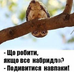 Деньги и глупость дают наибольшие шансы на победу на выборах. - Мысли вслух